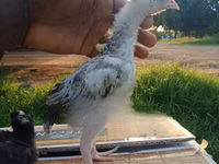 इंदियो गिगांते — फ़ोटो 8
