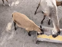 Widder, Cameroon sheep — Foto 2