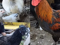 براهما — الصورة 1