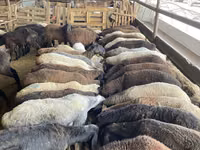 Brebis, Krasnoyarsk sheep — photo 2