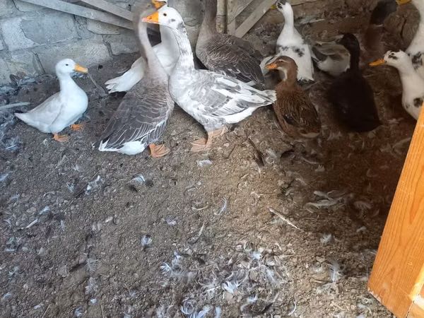 Geese