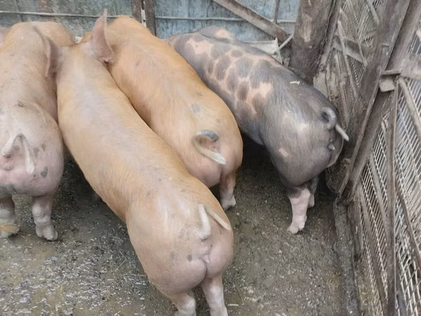 母猪, Pigs