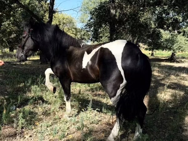 Pferde (Partie, Geschlecht nicht angegeben), American shetland pony