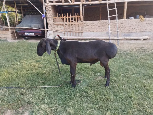 Carnero, Arashan sheep