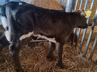 Kuh, Russian Black pied cattle — Foto 3