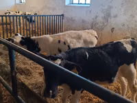 Bulle, Russian Black pied cattle — Foto 6