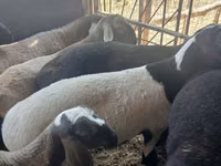 Widder, Rhon sheep — Foto 5