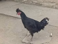 Kosovo Longcrower — Foto 2