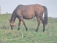 Stute, Azerbaijan horse — Foto 5
