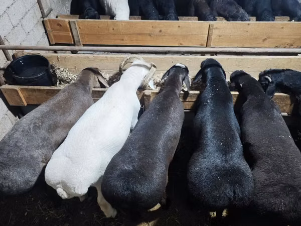 公羊, Sheep