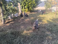 ऑस्ट्रेलॉर्प — फ़ोटो 6