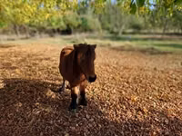 公马, Horses — 照片 1