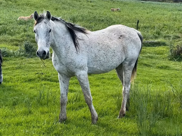 Horse (M), Arabian horse