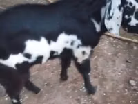 Chèvre, Beetal goats — photo 2