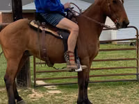 公马, Tennessee Walking Horse — 照片 2
