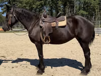 母马, Percheron — 照片 4