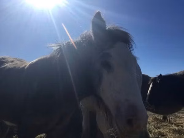 حصان, Gypsy horse