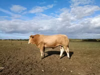 公牛, Blonde d’Aquitane cattle — 照片 1