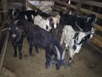 山羊（批次，未指定性别）, Goats — 照片 1