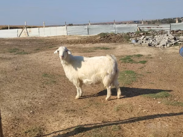 Chèvre, Saanen goat