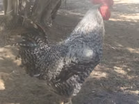 Slovenian Barred Hen — photo 1