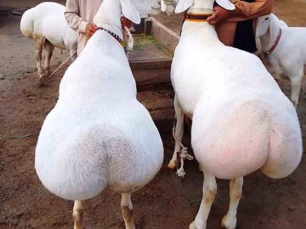 كبش, الأغنام