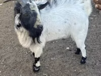 تيس, Nigerian dwarf goats — الصورة 1
