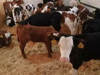 Bulle, Limousin-Kuh — Foto 4