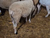كبش, Dorper sheep — الصورة 4
