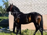 公马, Swedish warmblood horse — 照片 2