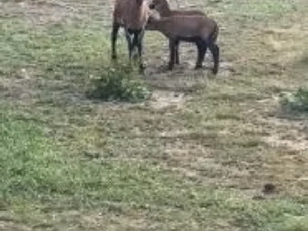 Oveja, Cameroon sheep
