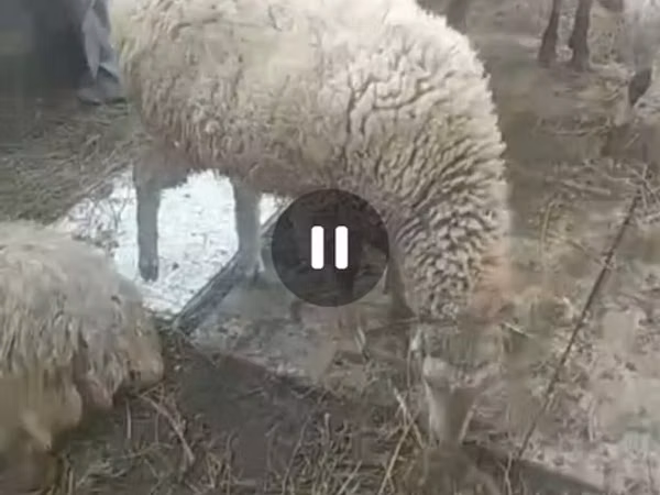 Brebis, Moutons