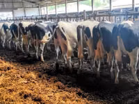 गाय, गोलस्टीन नस्ल — फ़ोटो 1