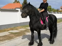 Caballo, Fell pony — foto 7
