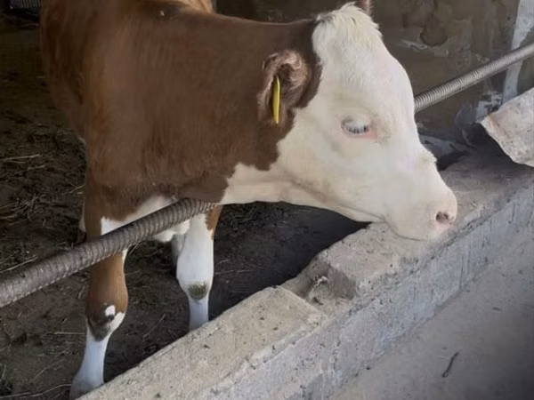 ثور, Simmental cattle