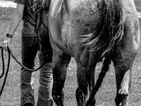 حصان, Quarter Horse — الصورة 6