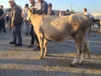 母牛, Cattle — 照片 3