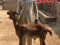 Chèvres (lot, sexe non indiqué), Najdi goat — photo 3