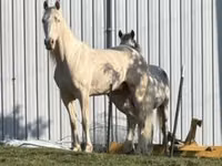 حصان, Kentucky mountain daddle horse — الصورة 3