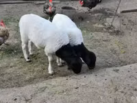 公羊, Dorper sheep — 照片 2