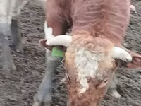 Bulle, Simmental cattle — Foto 4
