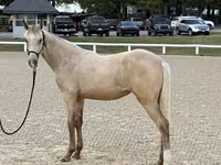 Jument, Rocky Mountain Horse — photo 3