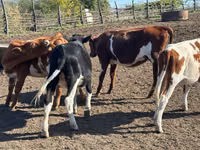 母牛, Cattle — 照片 3
