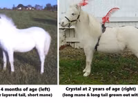 Hengst, Miniature horse — Foto 3
