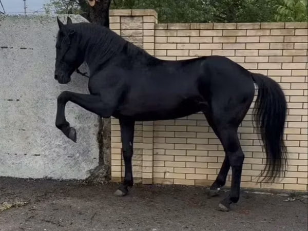 Caballo, Karachay horse