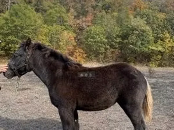 Jument, Chevaux