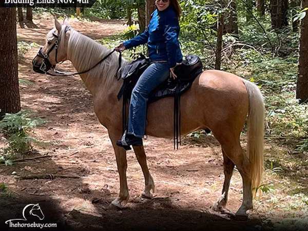 Cheval, Palomino