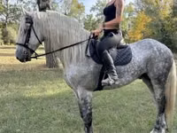 Horse (M), Andalusian horse — photo 1