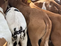 أبقار (دفعة، الجنس غير محدد), Simmental cattle — الصورة 2