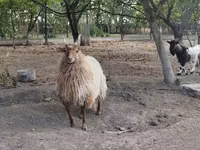 भेड़, Racka sheep — फ़ोटो 4